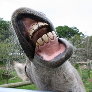 donkey with big open mouth and teeth showing in a smile at east hill farm