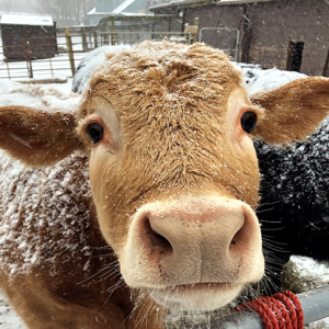 light brown calf close up in the winter snow at east hill farm