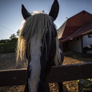 horse with bangs in his eyes at corral gence at east hill farm