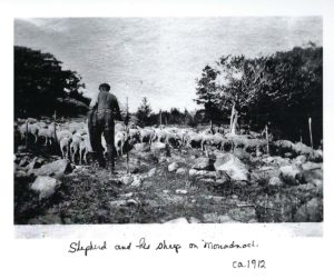 shepherd with flock of sheep at east hill farm
