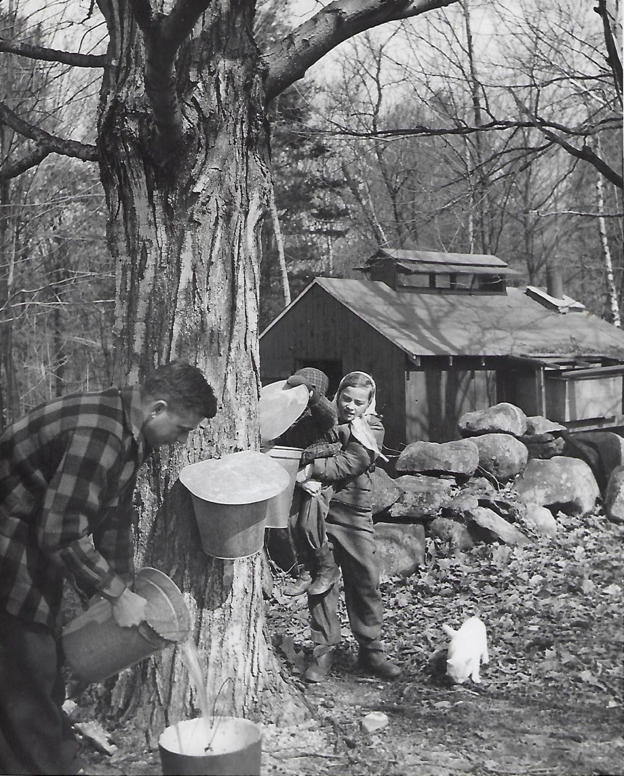 History of East Hill Farm Maple Sugaring The Inn at East Hill Farm
