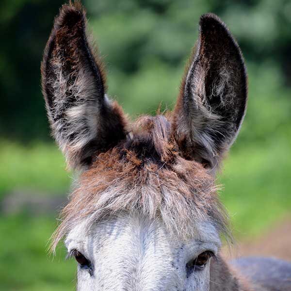 donkey-ears-2