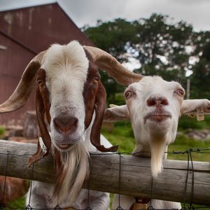 East Hill Farm Goats