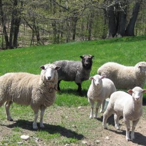 East Hill Farm Lamb
